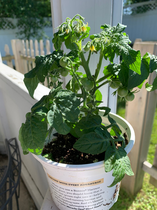 Awww...Baby tomato plant looking cute in the sun!