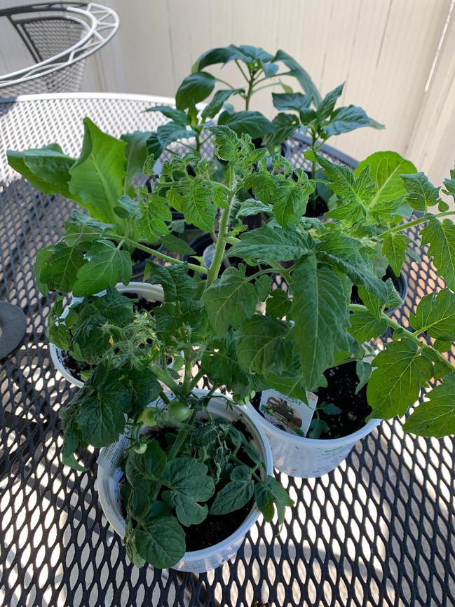 Baby tomato & pepper plants.