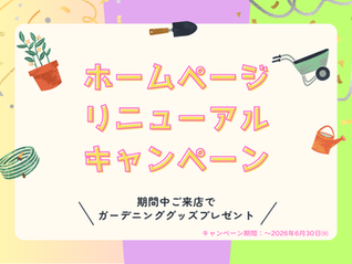 🌸ホームページリニューアル記念キャンペーン🌸