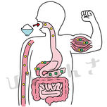 ご飯を食べてエネルギーが体を回るイラスト