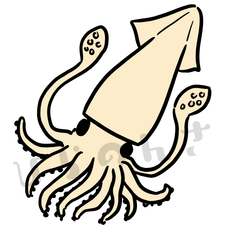 イカのイラスト