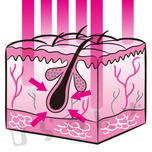 毛と皮膚の断面の図解イラスト