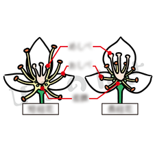 蕎麦の花のイラスト