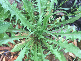 Who doesn't love free food? What about wild greens in your own backyard?
