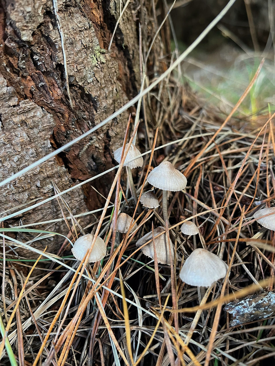 A fairy wonderland - tiny mushrooms pop up around the base of trees