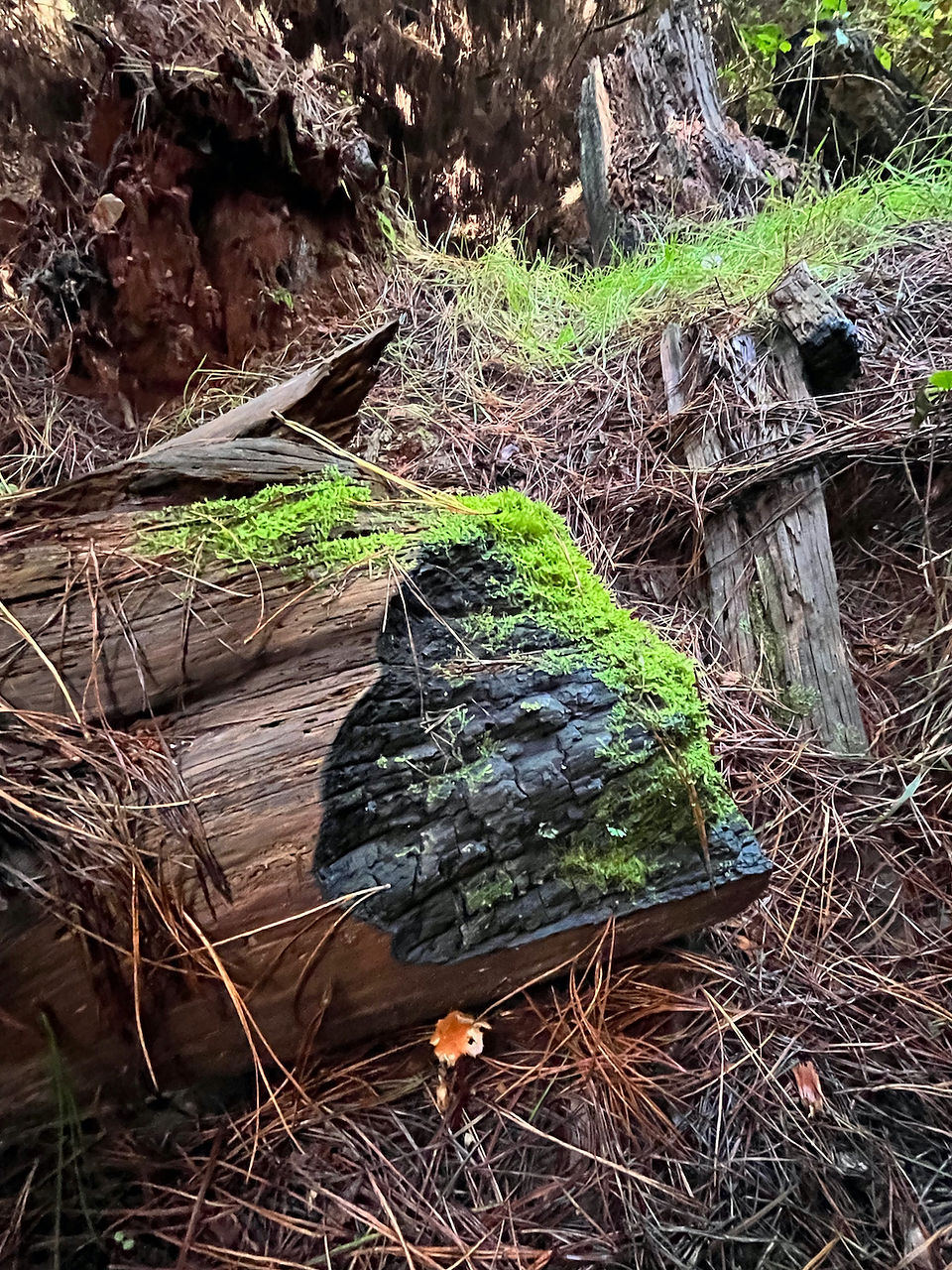 A blackened fallen log covered with bright green moss.
