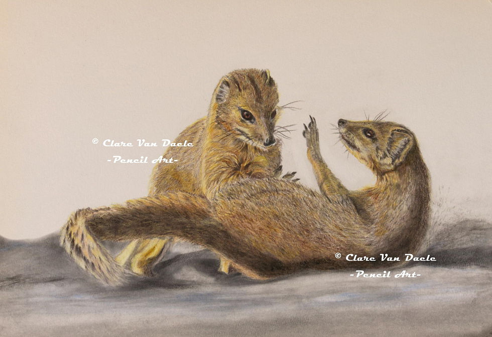 Rough and Tumble - RT1