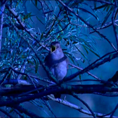 The Power of a Song in the Night
