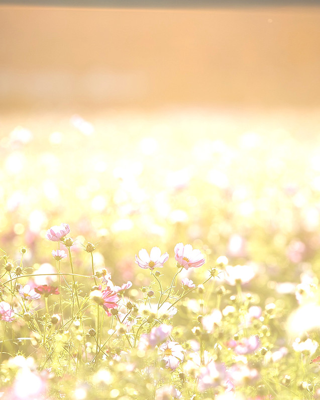 Field of Blossoms_edited.jpg