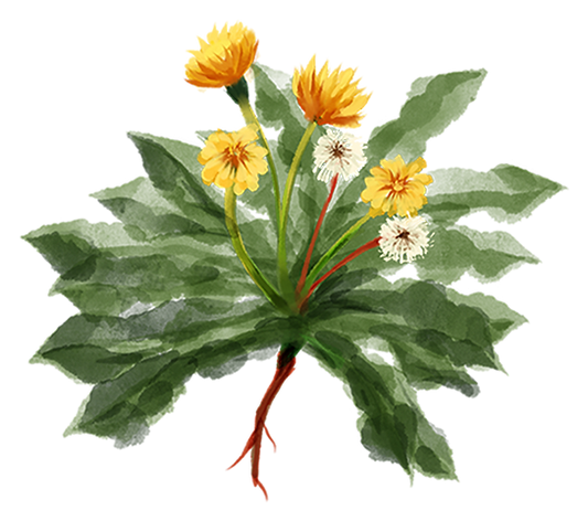 Dandelion.png