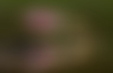 TAPA 7月6日 (星期日 2:00pm - 5:00pm) - 本次例會非常榮幸的邀請到會員劉菂（Rona）女士與您分享佛州野鳥攝影介紹與匈牙利攝影經驗分享。