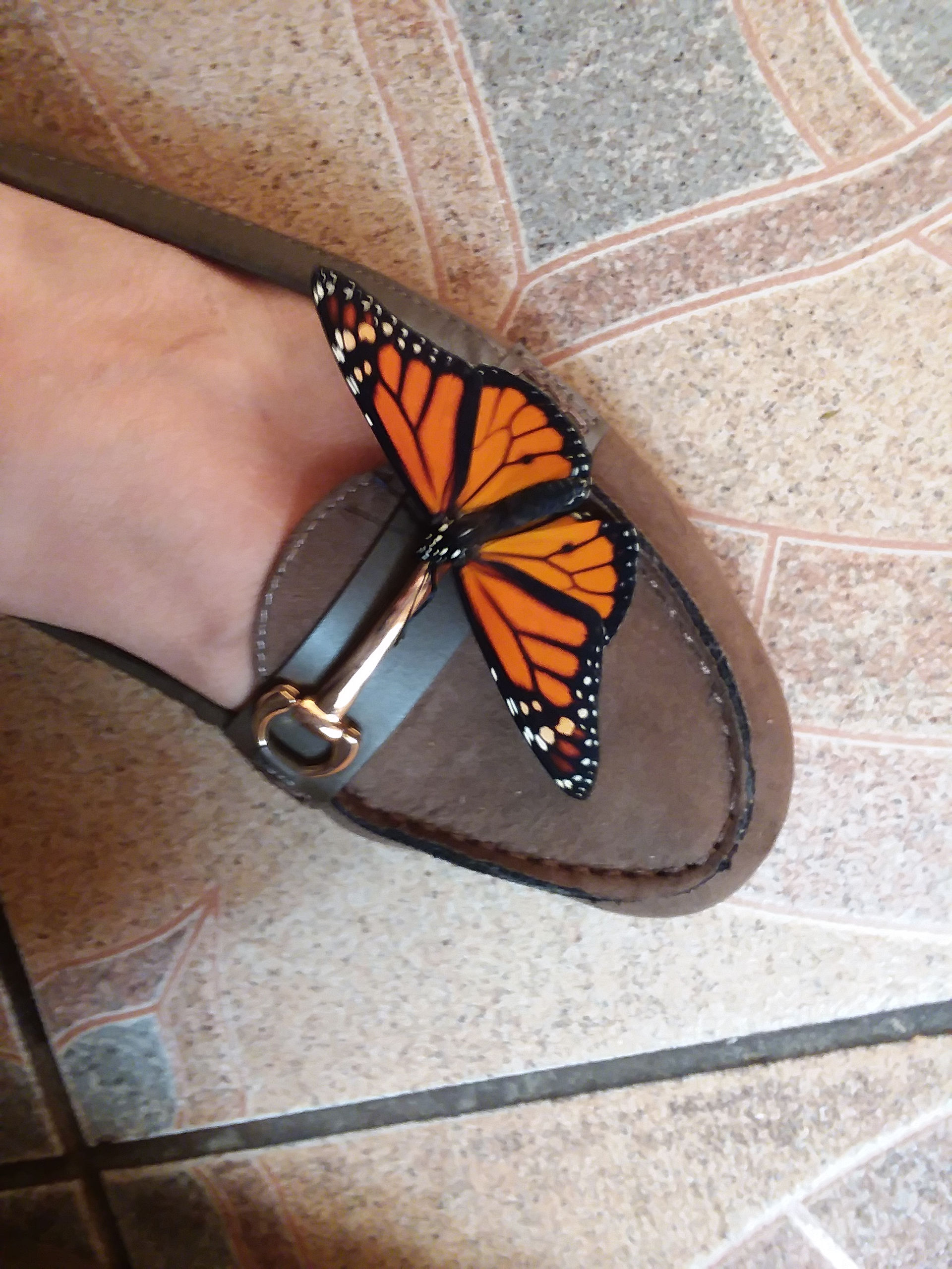 Monarch Butterfly