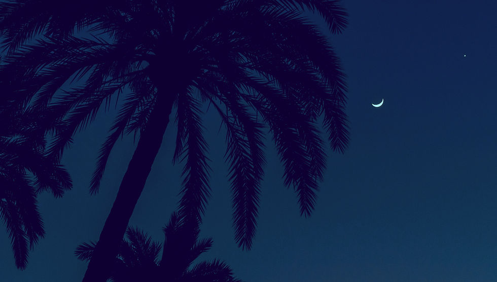 Palm Trees at Dusk_edited_edited_edited_edited_edited.jpg