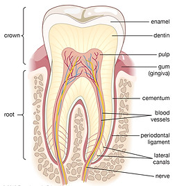 Cross-section-human-molar.jpg