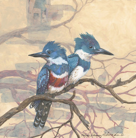 Water's edge _ belted Kingfishers