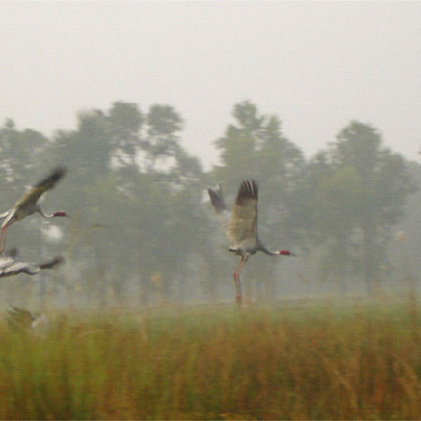 IBC-019-Cranes-in-Lumbini.jpg