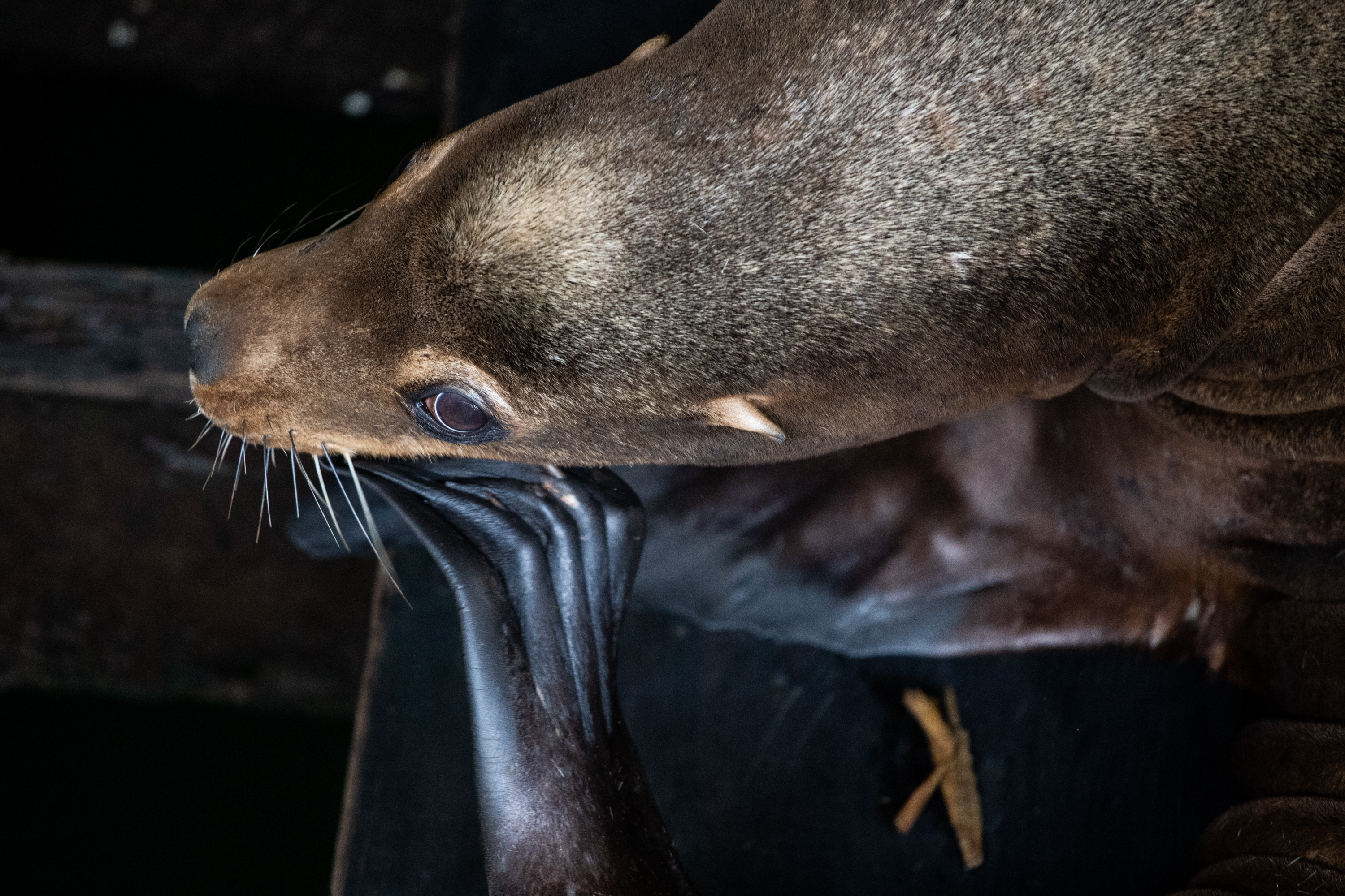 Sea Lion