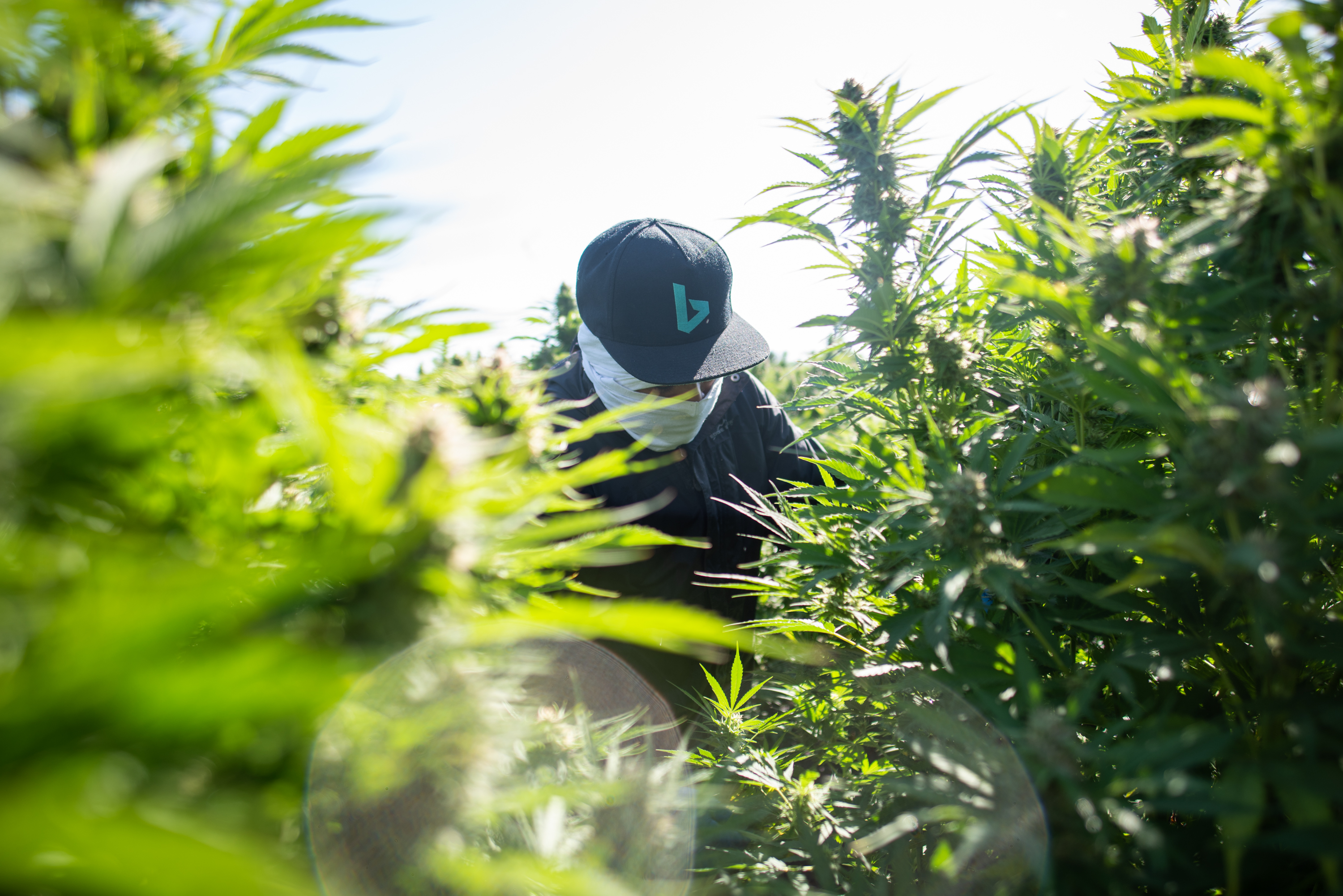 Growing hemp