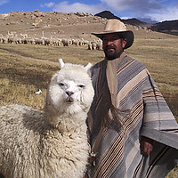 Alpaka mit Hirte in Bolivien