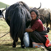Nomade beim Melken eines Yaks