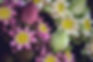 lotus-flowers.jpg