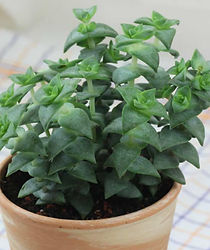 Crassula Perforata.jpg
