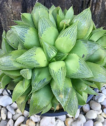Haworthia Retusa.jpg