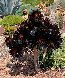 Aeonium-arboreum-Zwartkop-6-of-6-819x102