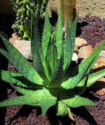 Aloe Maculata_edited.jpg