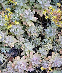 Graptopedalum.jpg