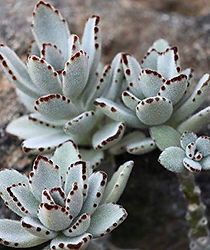Kalanchoe Tomentosa.jpg