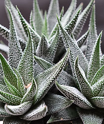 Haworthia Concolor.jpg
