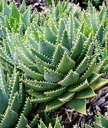 Aloe Brevifolia.jpg
