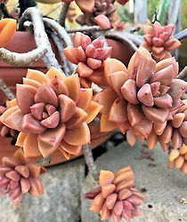 Graptosedum.jpg