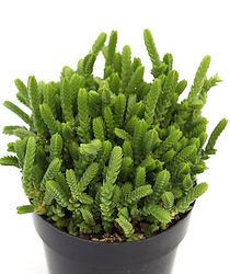 crassula-muscosa-watch-chain-side_2000x.