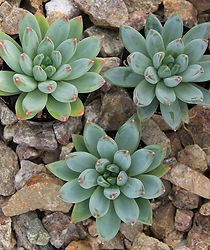 Pachyveria glauca.jpg
