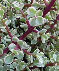 Portulacaria afra.jpg