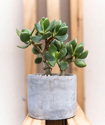Crassula Ovata money.jpg