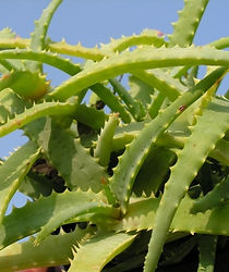 aloe bakeri.jpg