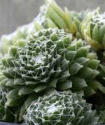 Sempervivum arachnoideum .jpeg