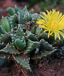 Faucaria Tigrina.jpg