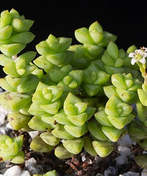 Crassula Tom Thumb_edited.jpg