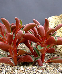 Peperomia graveolens.jpg