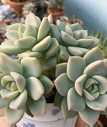 Graptoveria Titubans.jpg