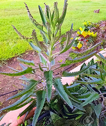 kalanchoe-daigremontiana.jpg