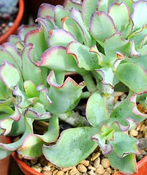 Crassula_arborescens.jpg