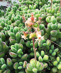 Cotyledon_tomentosa_in_cultivation_-_Cap
