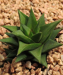 Hawortiopsis.jpg