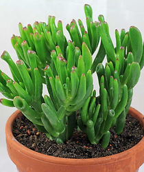 Crassula-ovata-Gollum.jpg