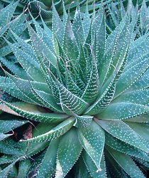 aristaloe aristata.jpg